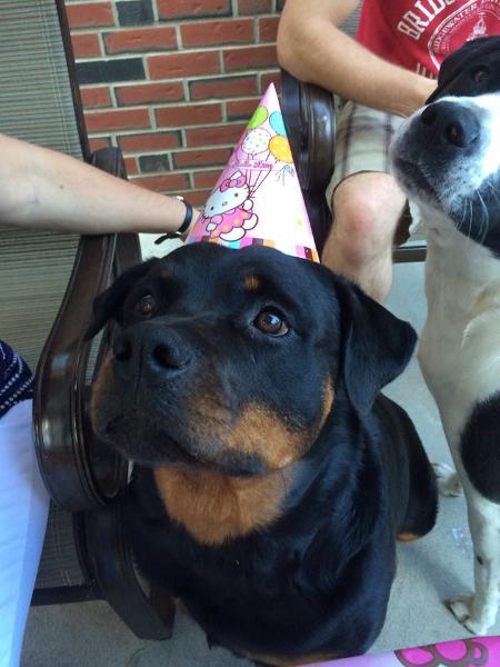 Resultado de imagen para birthday rottweiler